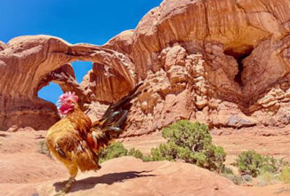 The Secret Life of Poultry: Where is Scruffy?